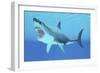 Great White Shark Swimming Underwater-null-Framed Premium Giclee Print