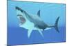 Great White Shark Swimming Underwater-null-Mounted Premium Giclee Print