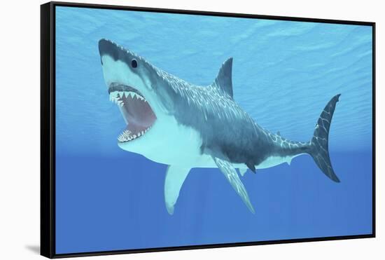 Great White Shark Swimming Underwater-null-Framed Stretched Canvas