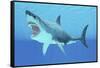 Great White Shark Swimming Underwater-null-Framed Stretched Canvas