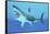 Great White Shark Swimming Underwater-null-Framed Stretched Canvas