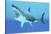 Great White Shark Swimming Underwater-null-Stretched Canvas