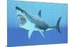 Great White Shark Swimming Underwater-null-Mounted Art Print