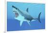 Great White Shark Swimming Underwater-null-Framed Art Print