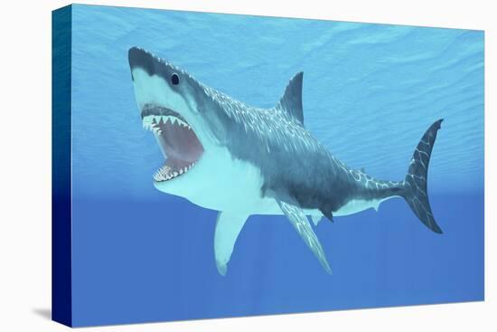 Great White Shark Swimming Underwater-null-Stretched Canvas