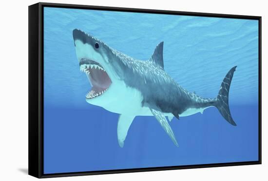 Great White Shark Swimming Underwater-null-Framed Stretched Canvas