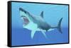 Great White Shark Swimming Underwater-null-Framed Stretched Canvas