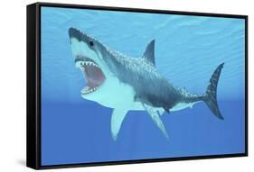 Great White Shark Swimming Underwater-null-Framed Stretched Canvas