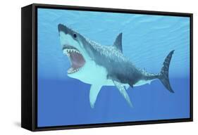 Great White Shark Swimming Underwater-null-Framed Stretched Canvas