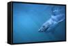 Great White Shark Swimming-DLILLC-Framed Stretched Canvas