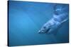 Great White Shark Swimming-DLILLC-Stretched Canvas