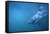 Great White Shark Swimming-DLILLC-Framed Stretched Canvas