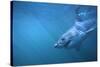 Great White Shark Swimming-DLILLC-Stretched Canvas