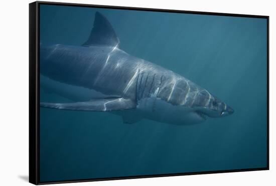 Great White Shark Swimming-DLILLC-Framed Stretched Canvas