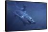 Great White Shark Swimming-DLILLC-Framed Stretched Canvas