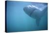 Great White Shark Swimming-DLILLC-Stretched Canvas