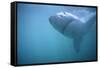 Great White Shark Swimming-DLILLC-Framed Stretched Canvas