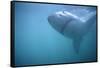 Great White Shark Swimming-DLILLC-Framed Stretched Canvas