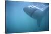 Great White Shark Swimming-DLILLC-Stretched Canvas