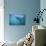 Great White Shark Swimming-DLILLC-Photographic Print displayed on a wall