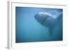 Great White Shark Swimming-DLILLC-Framed Photographic Print