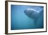 Great White Shark Swimming-DLILLC-Framed Photographic Print