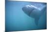 Great White Shark Swimming-DLILLC-Mounted Photographic Print