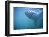 Great White Shark Swimming-DLILLC-Framed Photographic Print