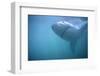 Great White Shark Swimming-DLILLC-Framed Photographic Print