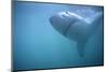 Great White Shark Swimming-DLILLC-Mounted Photographic Print