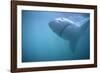 Great White Shark Swimming-DLILLC-Framed Photographic Print