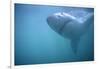 Great White Shark Swimming-DLILLC-Framed Photographic Print