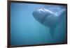 Great White Shark Swimming-DLILLC-Framed Photographic Print