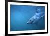 Great White Shark Swimming-DLILLC-Framed Photographic Print