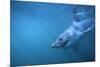 Great White Shark Swimming-DLILLC-Mounted Photographic Print