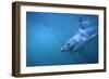 Great White Shark Swimming-DLILLC-Framed Photographic Print