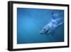 Great White Shark Swimming-DLILLC-Framed Photographic Print