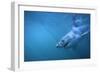 Great White Shark Swimming-DLILLC-Framed Photographic Print