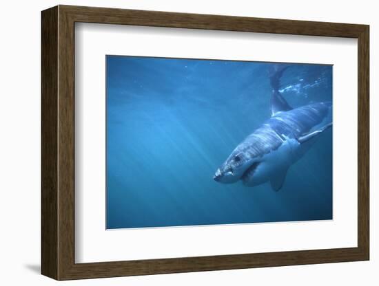 Great White Shark Swimming-DLILLC-Framed Photographic Print