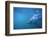 Great White Shark Swimming-DLILLC-Framed Photographic Print