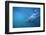 Great White Shark Swimming-DLILLC-Framed Photographic Print