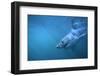 Great White Shark Swimming-DLILLC-Framed Photographic Print