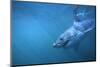 Great White Shark Swimming-DLILLC-Mounted Photographic Print