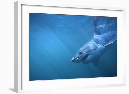 Great White Shark Swimming-DLILLC-Framed Photographic Print