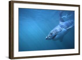 Great White Shark Swimming-DLILLC-Framed Photographic Print