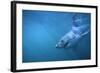 Great White Shark Swimming-DLILLC-Framed Photographic Print