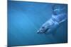 Great White Shark Swimming-DLILLC-Mounted Photographic Print