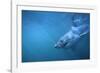 Great White Shark Swimming-DLILLC-Framed Photographic Print