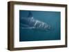 Great White Shark Swimming-DLILLC-Framed Photographic Print