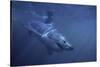 Great White Shark Swimming-DLILLC-Stretched Canvas